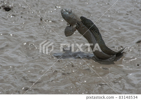 Ariake Sea tideland scenery Ariake Sea tideland scenery 83148534