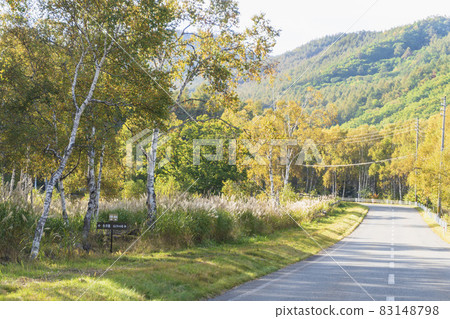 秋天的白樺林景觀【八千穗高原】/長野縣佐久保町【八岳中信高原國立紀念碑】 83148798
