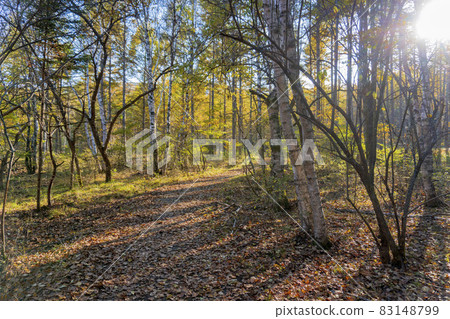 樹影在落葉上生長的午後森林[八千穗高原] / 長野縣佐久保町[八岳中信高原國立紀念碑] 83148799