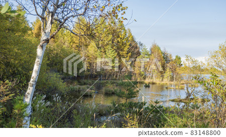 秋天的八千穗湖畔【八千穗高原】/長野縣佐久保町【八岳中信高原國立紀念碑】 秋天的八千穗湖畔【八千穗高原】/長野縣佐久保町【八岳中信高原國立紀念碑】 83148800
