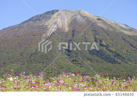 Autumn Hoki Fuji Oyama seen from Daisen ranch in Hoki Town, Tottori Prefecture Autumn Hoki Fuji Oyama seen from Daisen ranch in Hoki Town, Tottori Prefecture 83148830