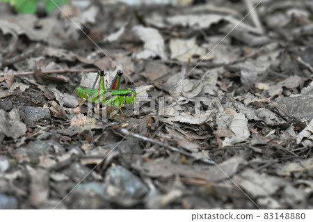 Nojiri Kogen University Village Grasshopper living in a quiet forest 83148880