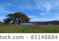 A tree standing on the banks of the river 83148884