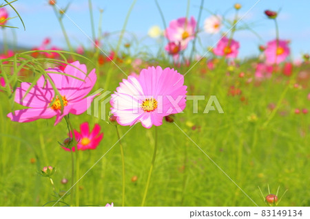 Cosmos change bloom up blue sky Cosmos change bloom up blue sky 83149134