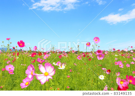 Cosmos blue sky Cosmos blue sky 83149135