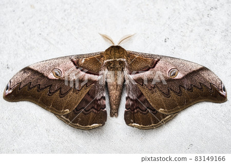 Moth 83149166