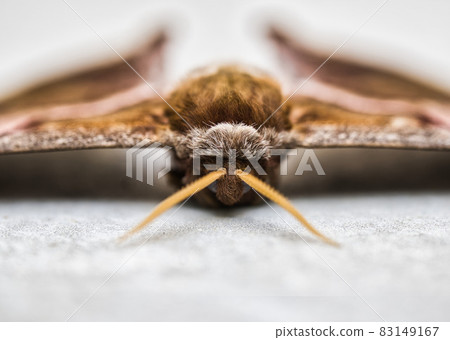 Moth 83149167