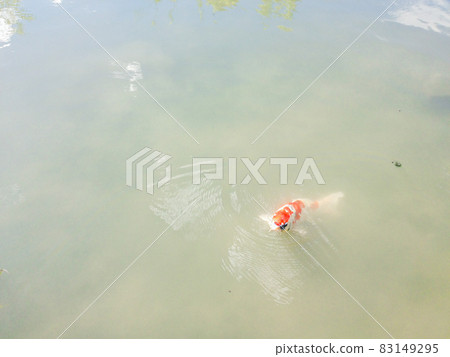 從池塘里出來的鯉魚 從池塘里出來的鯉魚 83149295