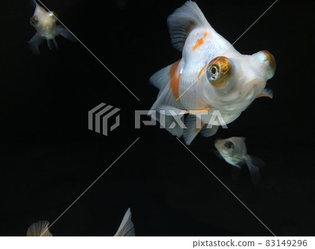 在漆黑的水族館裡游泳的金魚 在漆黑的水族館裡游泳的金魚 83149296