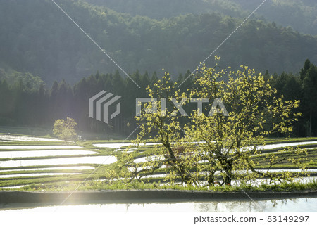 梯田大田和嫩葉的春景-5 83149297