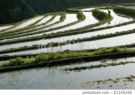 梯田、大田、割嶺春景 83149298