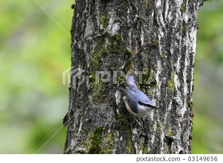 Nojiri Kogen Nuthatch living in a university village 83149656