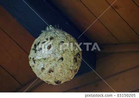 [Vespa simillima] Beehive descending under the eaves 83150205