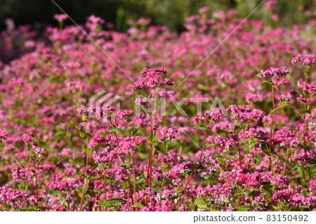 Nojiri, Shinano-cho, Kamiminochi-gun, Nagano Roadside Station Shinano Takamine Ruby Akasoba Field Nojiri, Shinano-cho, Kamiminochi-gun, Nagano Roadside Station Shinano Takamine Ruby Akasoba Field 83150492