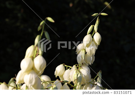 White flowers of Atsubakimigayoran blooming in the autumn garden 83151071
