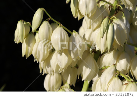 White flowers of Atsubakimigayoran blooming in the autumn garden 83151072
