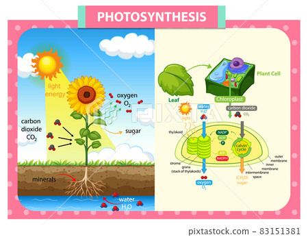 Diagram showing process of photosynthesis in plant 83151381