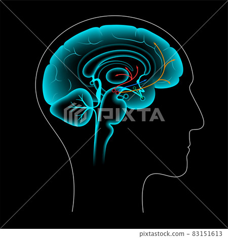 Dopamine pathway concept 83151613