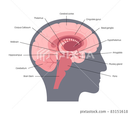 Brain anatomy concept Brain anatomy concept 83151618
