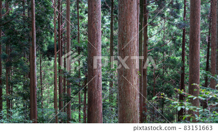 Touring Japanese forests Touring Japanese forests 83151663