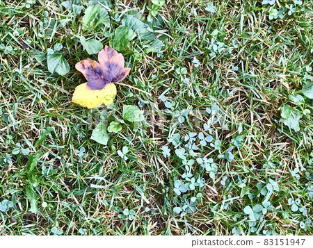 Bright dead leaves falling on a green carpet 83151947