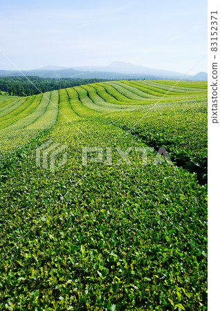 Green tea field Green tea field 83152371