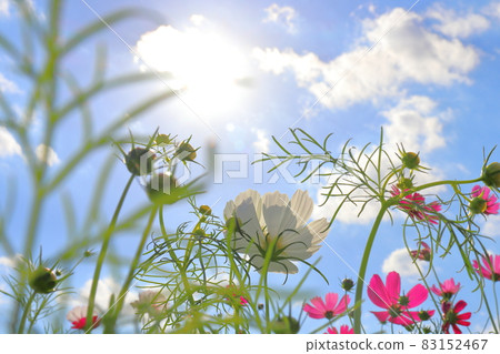 Cosmos blue sky clouds sun Cosmos blue sky clouds sun 83152467
