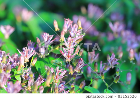 Toad lily flowers blooming in the shade Toad lily flowers blooming in the shade 83152526
