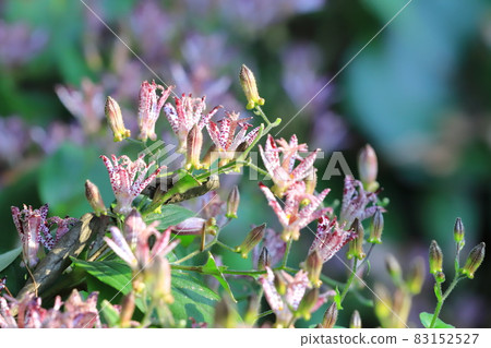 Toad lily flowers blooming in the shade Toad lily flowers blooming in the shade 83152527