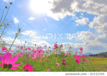 Cosmos blue sky clouds sun Cosmos blue sky clouds sun 83152593