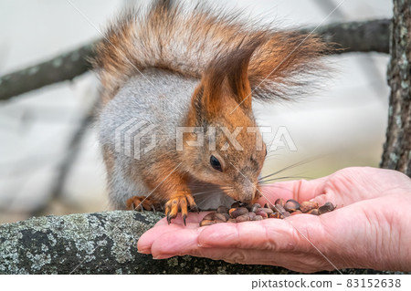 A squirrel in the spring or autumn eats nuts from a human hand. Eurasian red squirrel, Sciurus vulgaris A squirrel in the spring or autumn eats nuts from a human hand. Eurasian red squirrel, Sciurus vulgaris 83152638