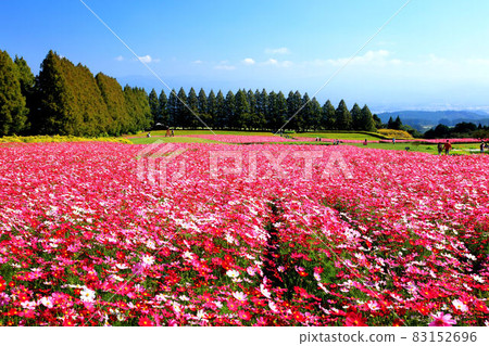 Ikoma Kogen Cosmos 83152696