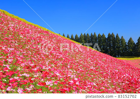 Ikoma Kogen Cosmos 83152702