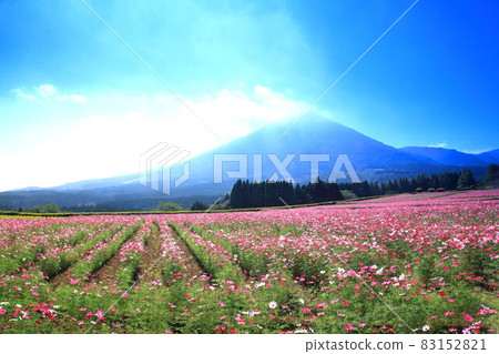Ikoma Kogen Cosmos Ikoma Kogen Cosmos 83152821