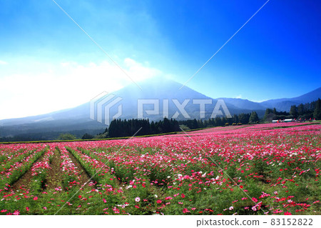 Ikoma Kogen Cosmos 83152822