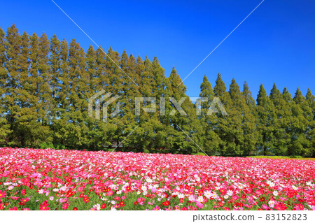 Ikoma Kogen Cosmos 83152823