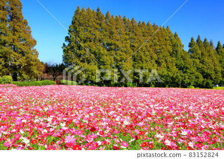 Ikoma Kogen Cosmos Ikoma Kogen Cosmos 83152824