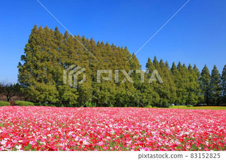 Ikoma Kogen Cosmos 83152825