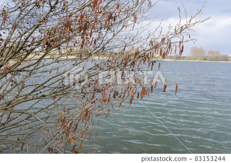 Spring trees are reflected in the lake against the blue sky. The awakening of nature. 83153244