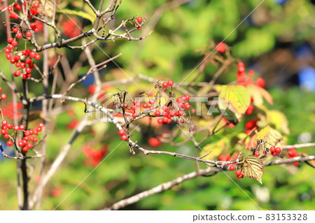 Autumn viburnum with red fruits 83153328