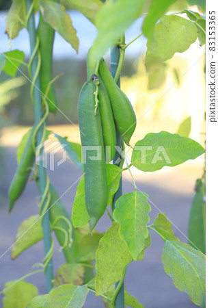 長大的劍豆 83153365