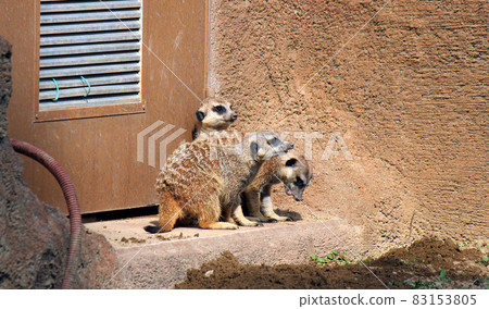 Meerkat, a small mammal of the civet family 83153805