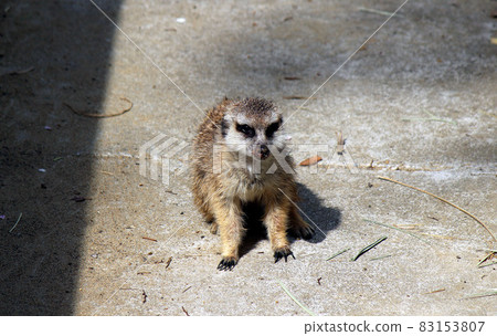 Meerkat, a small mammal of the civet family 83153807