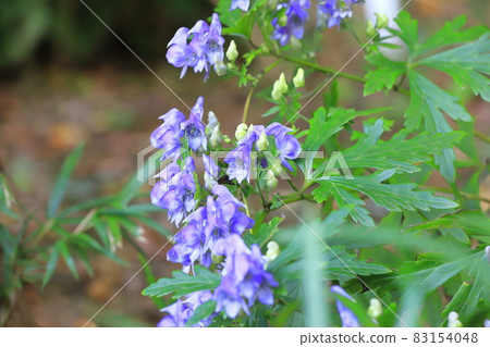 喜陰植物烏頭 83154048