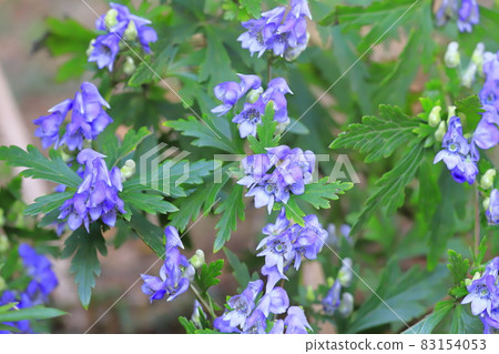 喜陰植物烏頭 喜陰植物烏頭 83154053