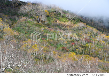 [Nagano Prefecture] Tsugaike Kogen 83154089