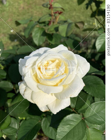 玫瑰 玫瑰 83154190