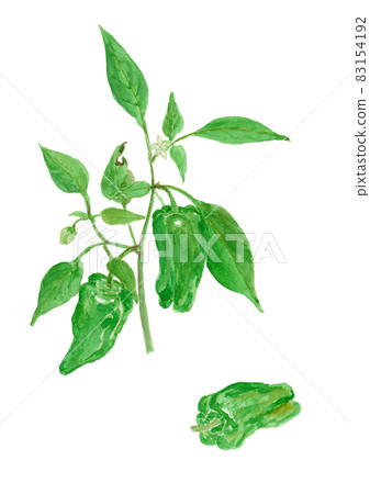 Capsicum annuum'Grossum'Watercolor illustration of pepper flowers and fruits Capsicum annuum'Grossum'Watercolor illustration of pepper flowers and fruits 83154192