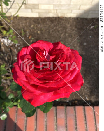 rose rose 83154193
