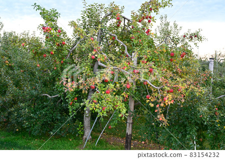 Apple tree 83154232